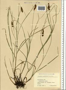 Blysmus compressus (L.) Panz. ex Link, Eastern Europe, Latvia (E2b) (Latvia)