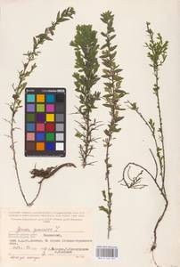 Genista germanica L., Eastern Europe, Western region (E3) (Russia)