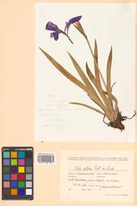 Iris setosa Pall. ex Link, Siberia, Russian Far East (S6) (Russia)