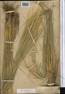 Stipa capillata L., Middle Asia, Muyunkumy, Balkhash & Betpak-Dala (M9) (Kazakhstan)