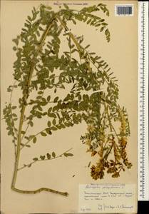 Astragalus galegiformis L., Caucasus, Dagestan (K2) (Russia)