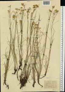 Eremogone longifolia (M. Bieb.) Fenzl, Middle Asia, Northern & Central Kazakhstan (M10) (Kazakhstan)