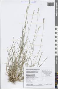 Danthonia decumbens (L.) DC., Eastern Europe, Central region (E4) (Russia)