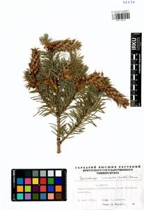 Pseudotsuga menziesii (Mirb.) Franco, Siberia, Baikal & Transbaikal region (S4) (Russia)