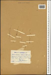 Isolepis setacea (L.) R.Br., Caucasus, Dagestan (K2) (Russia)