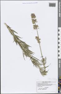 Silene sibirica (L.) Pers., Eastern Europe, Middle Volga region (E8) (Russia)