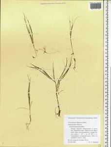 Stuckenia filiformis (Pers.) Börner, Eastern Europe, Northern region (E1) (Russia)