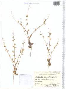 Goldbachia laevigata (M.Bieb.) DC., Middle Asia, Syr-Darian deserts & Kyzylkum (M7) (Kazakhstan)