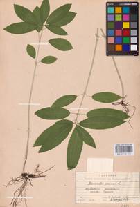 Mercurialis perennis L., Eastern Europe, Middle Volga region (E8) (Russia)