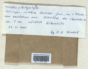 Porella platyphylla (L.) Pfeiff., Bryophytes, Bryophytes - Western Europe (BEu) (Germany)