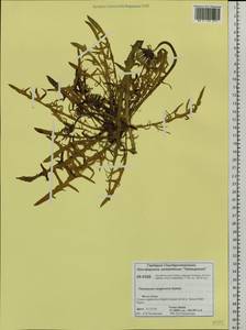 Taraxacum longicorne Dahlst., Siberia, Central Siberia (S3) (Russia)