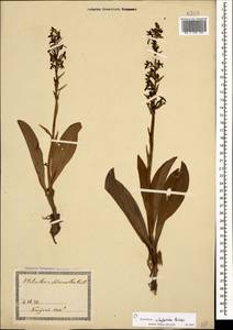 Platanthera chlorantha (Custer) Rchb., Caucasus, Georgia (K4) (Georgia)