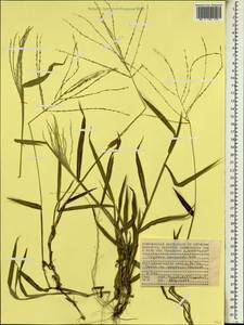 Digitaria horizontalis Willd., Africa (AFR) (Seychelles)