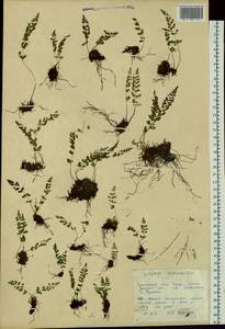 Cystopteris dickieana R. Sim, Siberia, Chukotka & Kamchatka (S7) (Russia)