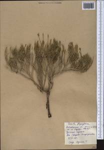 Suaeda physophora Pall., Middle Asia, Caspian Ustyurt & Northern Aralia (M8) (Kazakhstan)