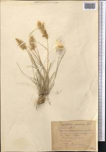Enneapogon persicus Boiss., Middle Asia, Pamir & Pamiro-Alai (M2) (Uzbekistan)