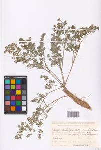 Prangos odontalgica (Pall.) Herrnst. & Heyn, Middle Asia, Caspian Ustyurt & Northern Aralia (M8) (Kazakhstan)