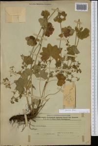 Alchemilla speciosa Buser, Caucasus, Azerbaijan (K6) (Azerbaijan)