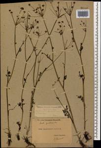 Gasparinia peucedanoides (M. Bieb.) Thell., Caucasus, Dagestan (K2) (Russia)