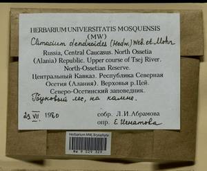 Climacium dendroides (Hedw.) F. Weber & D. Mohr, Bryophytes, Bryophytes - North Caucasus & Ciscaucasia (B12) (Russia)