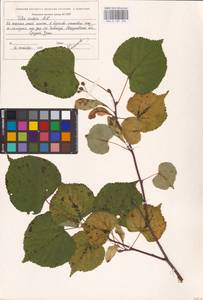 Tilia cordata Mill., Eastern Europe, Eastern region (E10) (Russia)