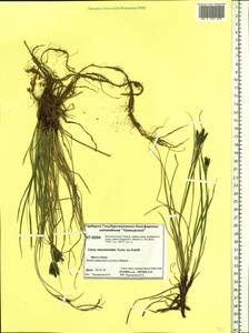 Carex eleusinoides Turcz. ex Kunth, Siberia, Central Siberia (S3) (Russia)