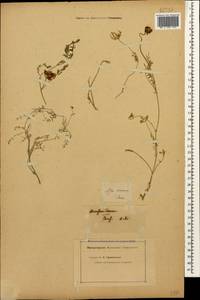 Astragalus bungeanus Boiss., Caucasus (no precise locality) (K0)