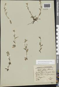 Myosotis asiatica (Vestergr. ex Hultén) Schischk. & Serg., Eastern Europe, Northern region (E1) (Russia)