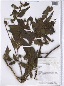 Trema micrantha (L.) Bl., America (AMER) (Paraguay)