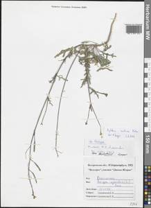 Rorippa sylvestris (L.) Besser, Eastern Europe, Central forest-and-steppe region (E6) (Russia)