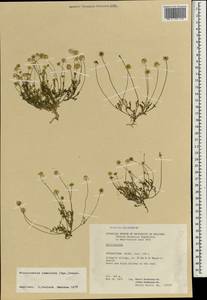 Microcephala lamellata (Bunge) Pobed., South Asia, South Asia (Asia outside ex-Soviet states and Mongolia) (ASIA) (Afghanistan)