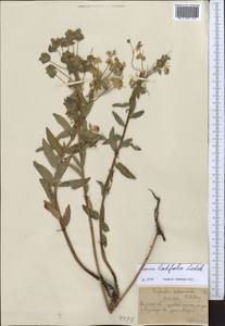 Euphorbia latifolia C.A.Mey. ex Ledeb., Middle Asia, Northern & Central Tian Shan (M4) (Kazakhstan)