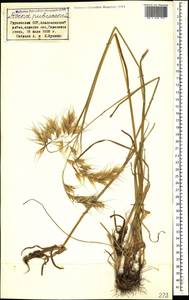 Avenula pubescens (Huds.) Dumort., Caucasus, Georgia (K4) (Georgia)