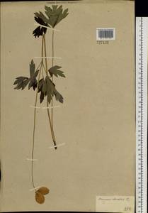 Anemone sylvestris L., Siberia (no precise locality) (S0) (Russia)