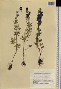 Aconitum glandulosum Rapaics, Siberia, Altai & Sayany Mountains (S2) (Russia)