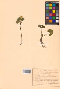 Caltha palustris var. minor (Mill.) DC., Siberia, Russian Far East (S6) (Russia)