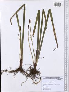 Carex pilosa Scop., Eastern Europe, Central region (E4) (Russia)