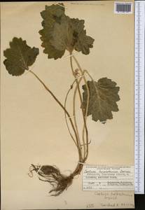 Primula matthioli subsp. turkestanica (Losinsk.) Kovt., Middle Asia, Western Tian Shan & Karatau (M3) (Uzbekistan)
