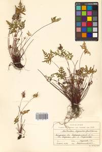 Aleuritopteris argentea (S. G. Gmel.) Fée, Siberia, Russian Far East (S6) (Russia)