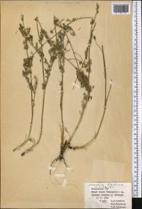 Tripleurospermum disciforme (C. A. Mey.) Sch. Bip., Middle Asia, Pamir & Pamiro-Alai (M2) (Tajikistan)