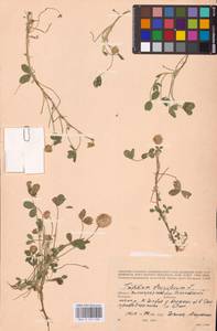 Trifolium fragiferum L., Eastern Europe, Lower Volga region (E9) (Russia)