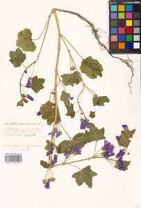 Malva sylvestris var. mauritiana (L.) Boiss., Eastern Europe, Moscow region (E4a) (Russia)