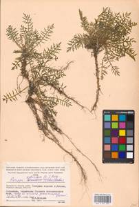 Rorippa sylvestris (L.) Besser, Eastern Europe, Moscow region (E4a) (Russia)