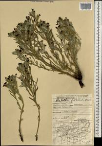 Arnebia fimbriata Maxim., Mongolia (MONG) (Mongolia)