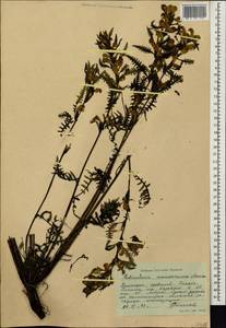 Pedicularis mandshurica Maxim., Siberia, Russian Far East (S6) (Russia)