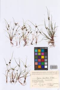 Cyperus hamulosus M.Bieb., Eastern Europe, Lower Volga region (E9) (Russia)