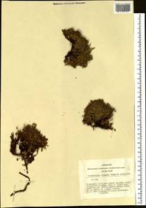 Potentilla elegans Cham. & Schltdl., Siberia, Altai & Sayany Mountains (S2) (Russia)