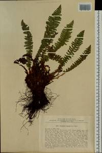 Dryopteris fragrans (L.) Schott, Siberia, Altai & Sayany Mountains (S2) (Russia)