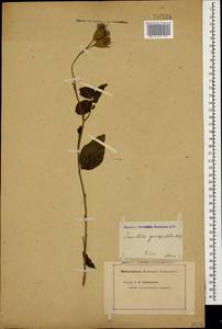 Klasea quinquefolia (Willd.) Greuter & Wagenitz, Caucasus (no precise locality) (K0)