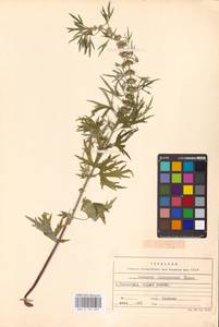 MHA 0 154 629, Leonurus glaucescens Bunge, Eastern Europe, Lower Volga region (E9) (Russia)